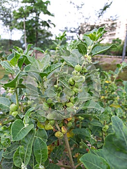 ashwagandha plant,