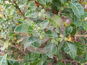 ashwagandha plant,