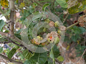 ashwagandha plant,