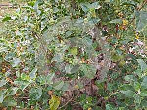 ashwagandha plant,