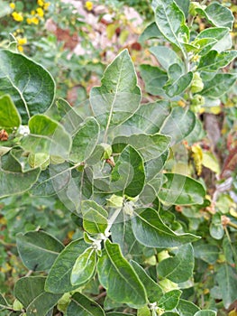 ashwagandha plant,
