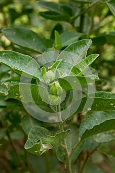 Ashwagandha plant with its tiny fruit