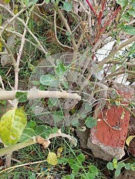 ashwagandha plant, photo