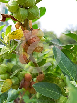 ashwagandha plant, photo