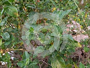 ashwagandha plant, photo