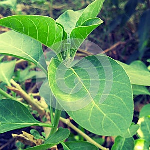 Ashwagandha plant. It used in Ayurveda as a medicine. photo