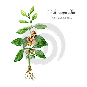 Ashwagandha plant watercolor illustration. Hand drawn Withania somnifera medicinal plant botanical realistic image