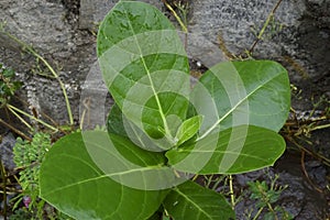 Ashwagandha plant, Withania somnifera,