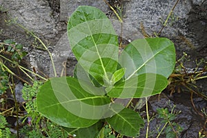 Ashwagandha plant, Withania somnifera,