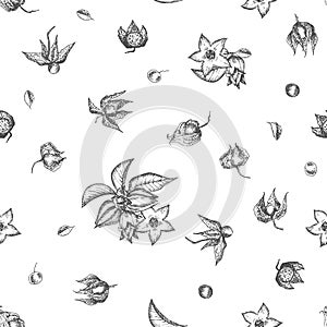 Ashwagandha seamless pattern hand drawn with berries, lives and branch in black color on white background. Retro vintage graphic