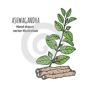 Ashwagandha Withania somnifera. Hand draw sketch photo