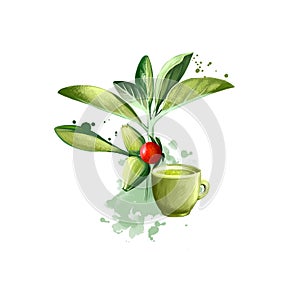 Ashwagandha Withania Somnifera ayurvedic herb digital art illustration with text isolated on white. Healthy organic spa plant