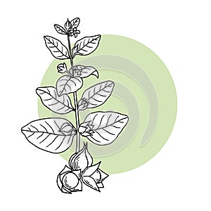 Ashwagandha Withania somnifera. Ayurvedic plant. Hand drawn vector illustration outline sketch