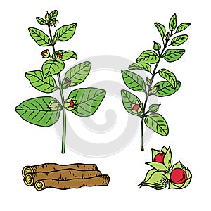 Ashwagandha Withania somnifera. Ayurvedic plant. Hand drawn vector outline sketch