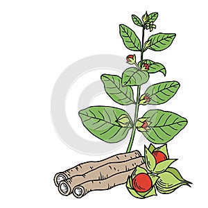 Ashwagandha Withania somnifera. Hand drawn vector illustration in sketch style