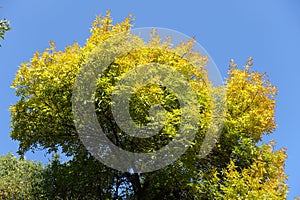 Ashwood with colorful autumnal foliage against blue sky