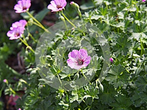 Ashy Cranesbill - Geranium cinereum `Ballerina`