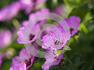 Ashy Cranesbill - Geranium cinereum `Ballerina` photo