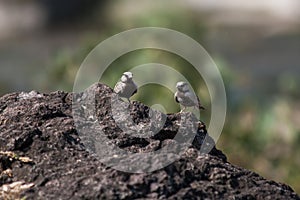 Ashy Crown sparrow lark males