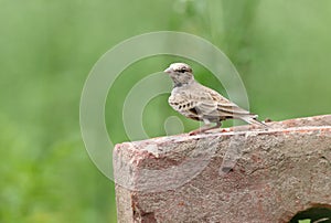 Ashy crowned lark photo