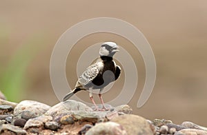 Ashy crowned lark photo