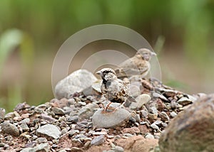 Ashy-crowned sparrow-lark