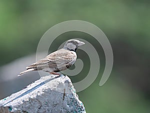 Ashy-crowned Sparrow Lark perching on the concrete slab