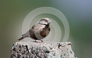 Ashy-crowned Sparrow Lark perching on the concrete slab