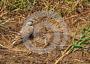 Ashy Crowned sparrow Lark sitting on ground