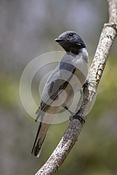 Ashy Cuckooshrike - Coracina cinerea