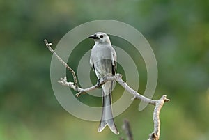 Ashy drongo