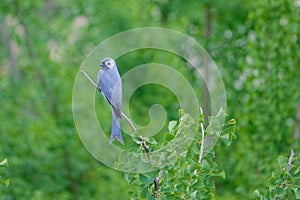 Ashy Drongo photo