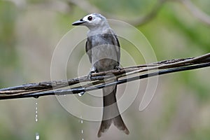 Ashy Drongo