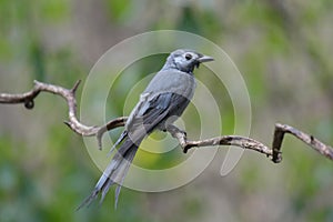 Ashy Drongo photo