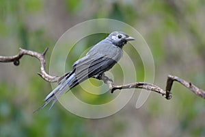 Ashy Drongo photo