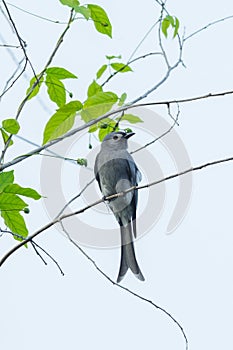 Ashy Drongo(Dicrurus leucophaeus)