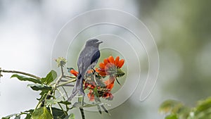 Ashy drongo in Ella, Sri Lanka