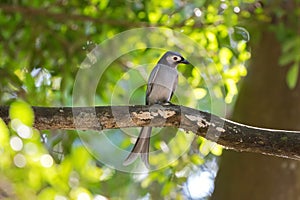 Ashy Drongo gray bird perching on tree branch in forest, Thailand, Asia