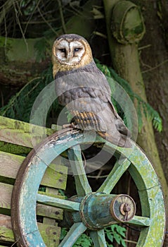 Ashy Faced Barn Owl photo