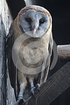 Ashy faced Barn Owl