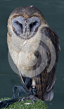 Ashy Faced Owl