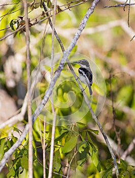 Ashy Flycatcher in African forest photo