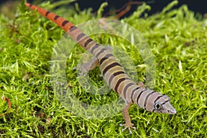Ashy gecko / Sphaerodactylus elegans photo
