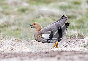 Ashy-headed goose in Argentina fluffs feathers