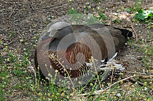 Ashy-headed goose photo