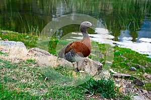 Ashy-headed gooseCauquen Real - Chloephaga poliocephala photo