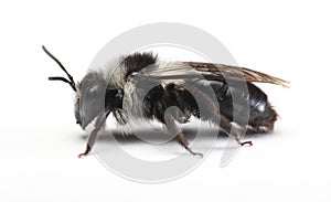 Ashy mining bee Andrena cineraria