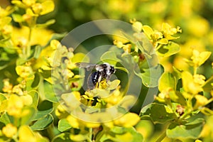 Ashy mining bee, Andrena cineraria