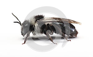 Ashy mining bee Andrena cineraria photo