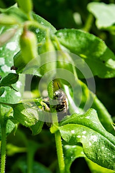 Ashy mining bee on a stem